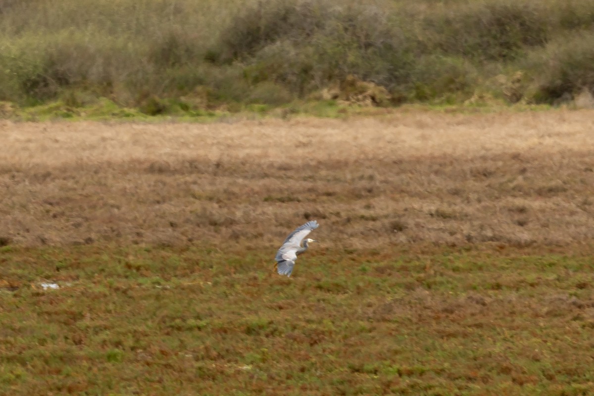 White-faced Heron - ML646392414