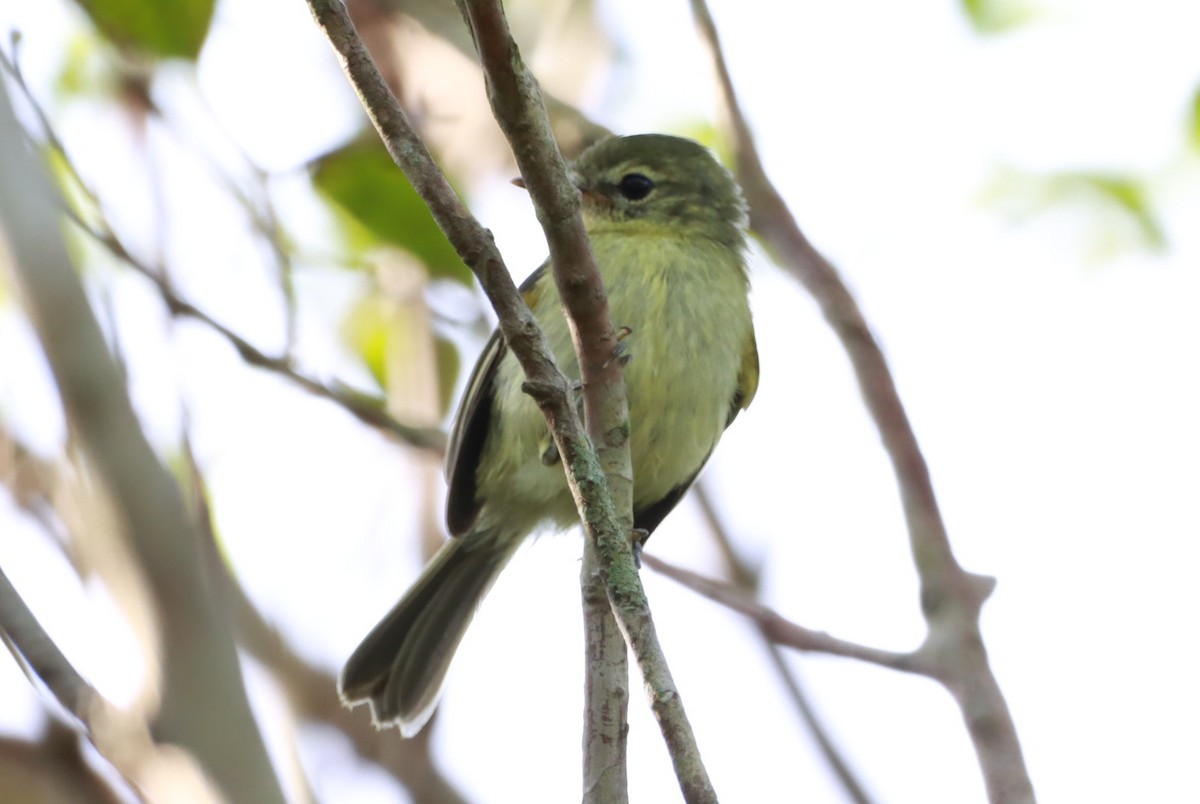 Restinga Yaprak Tiranı - ML646392415