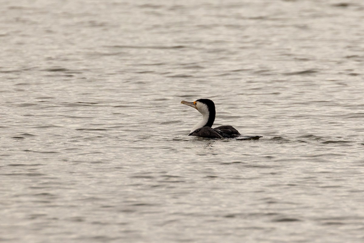 Pied Cormorant - ML646392421