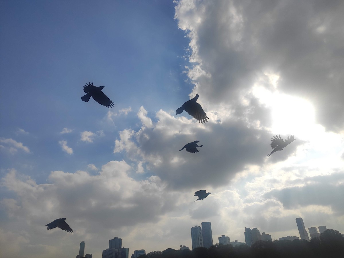 House Crow - ML646392424