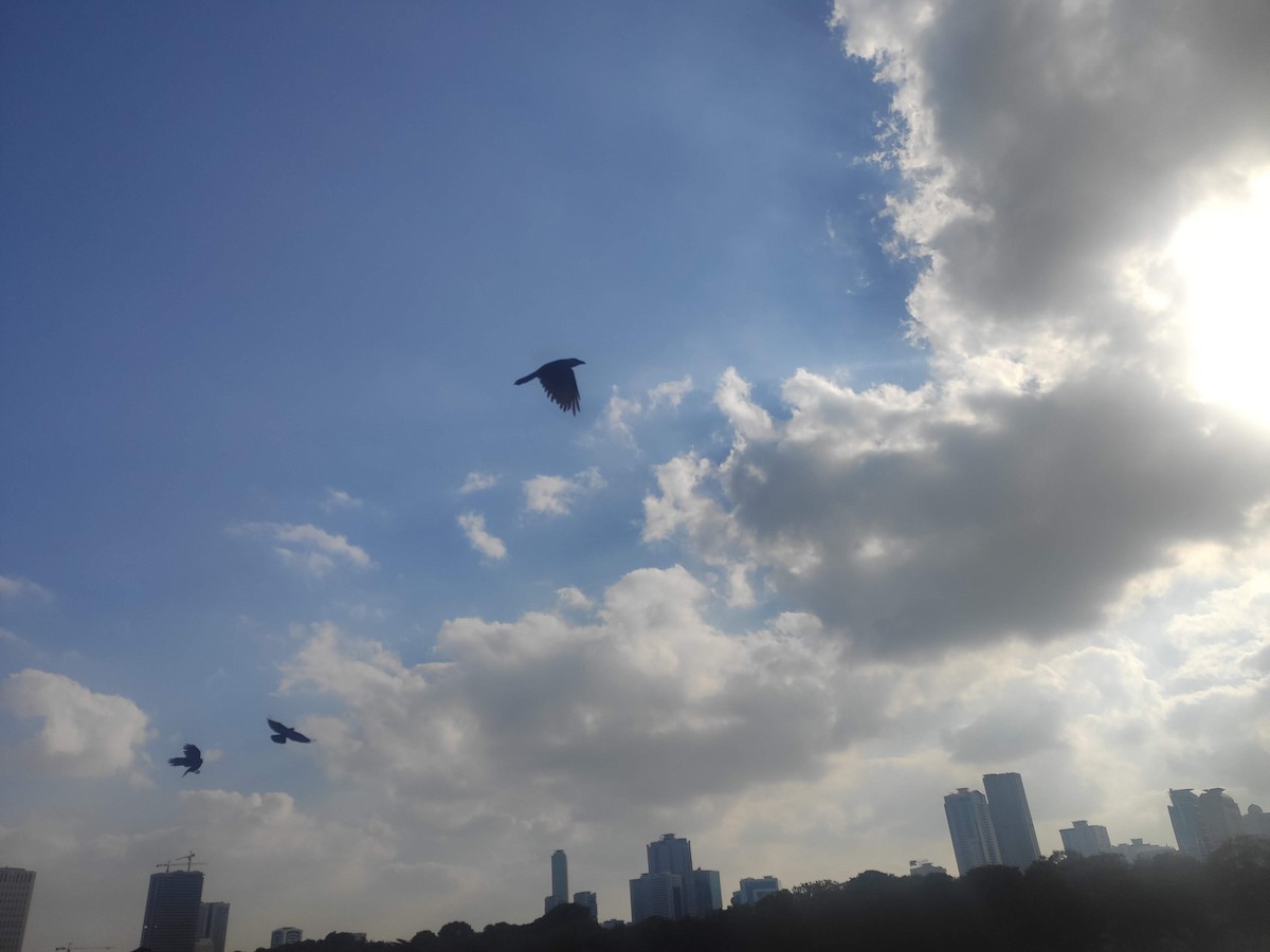 House Crow - ML646392425