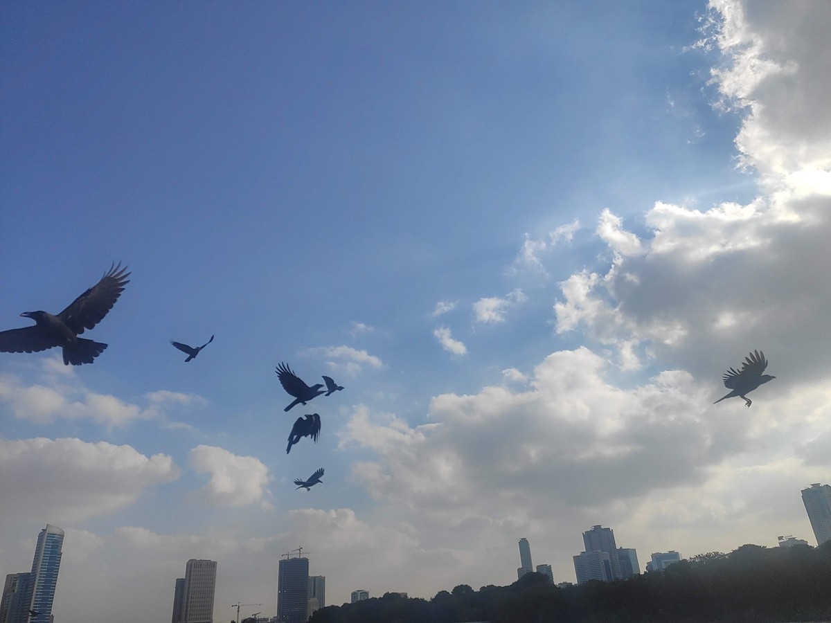 House Crow - ML646392426