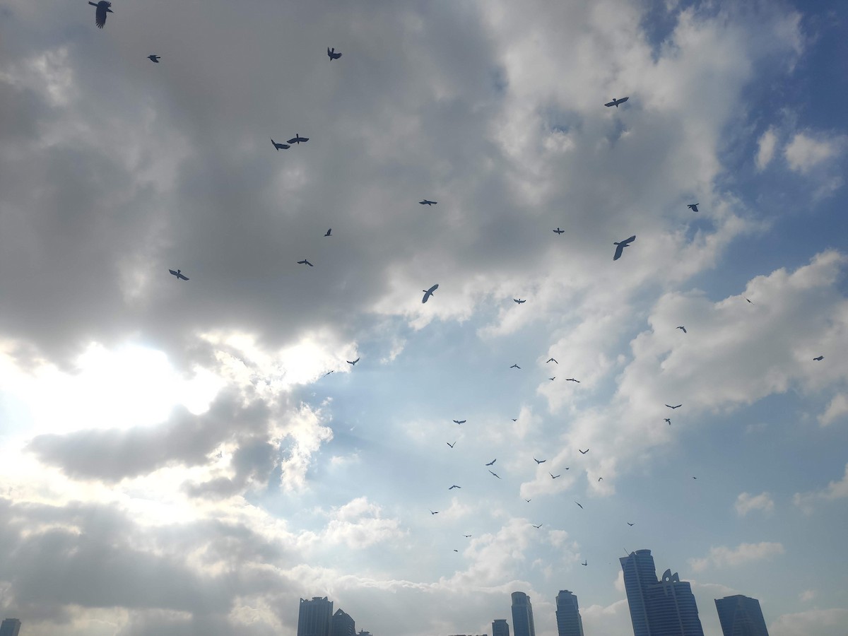 House Crow - ML646392427