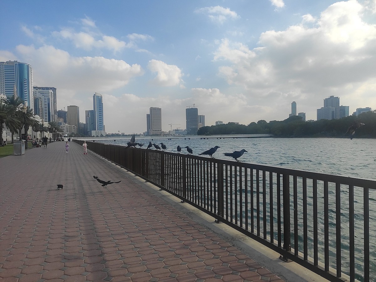 House Crow - ML646392428