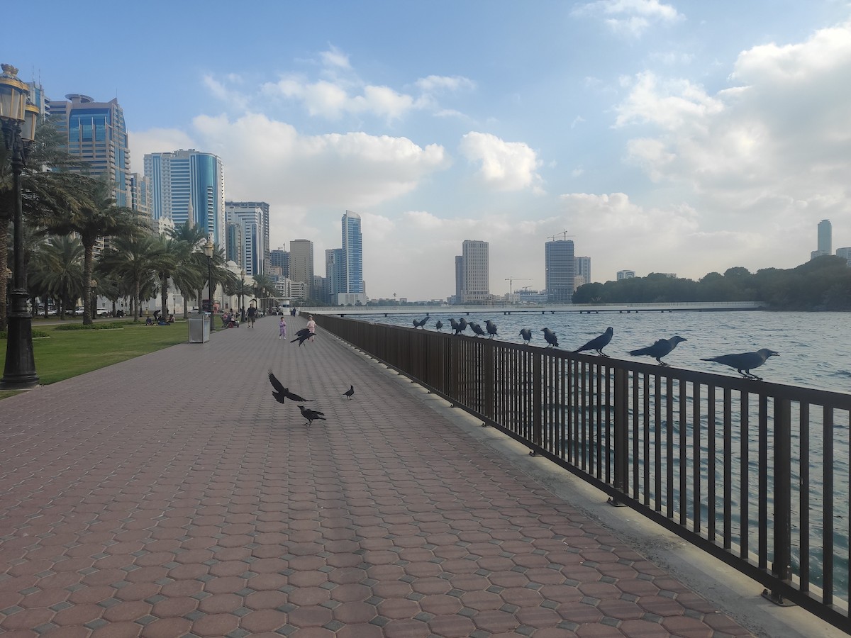 House Crow - ML646392429