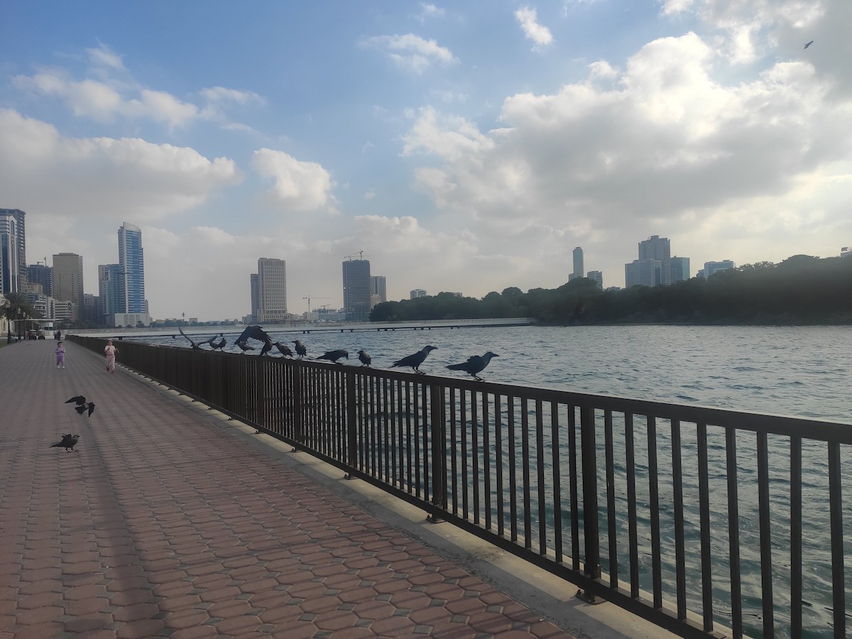 House Crow - ML646392432