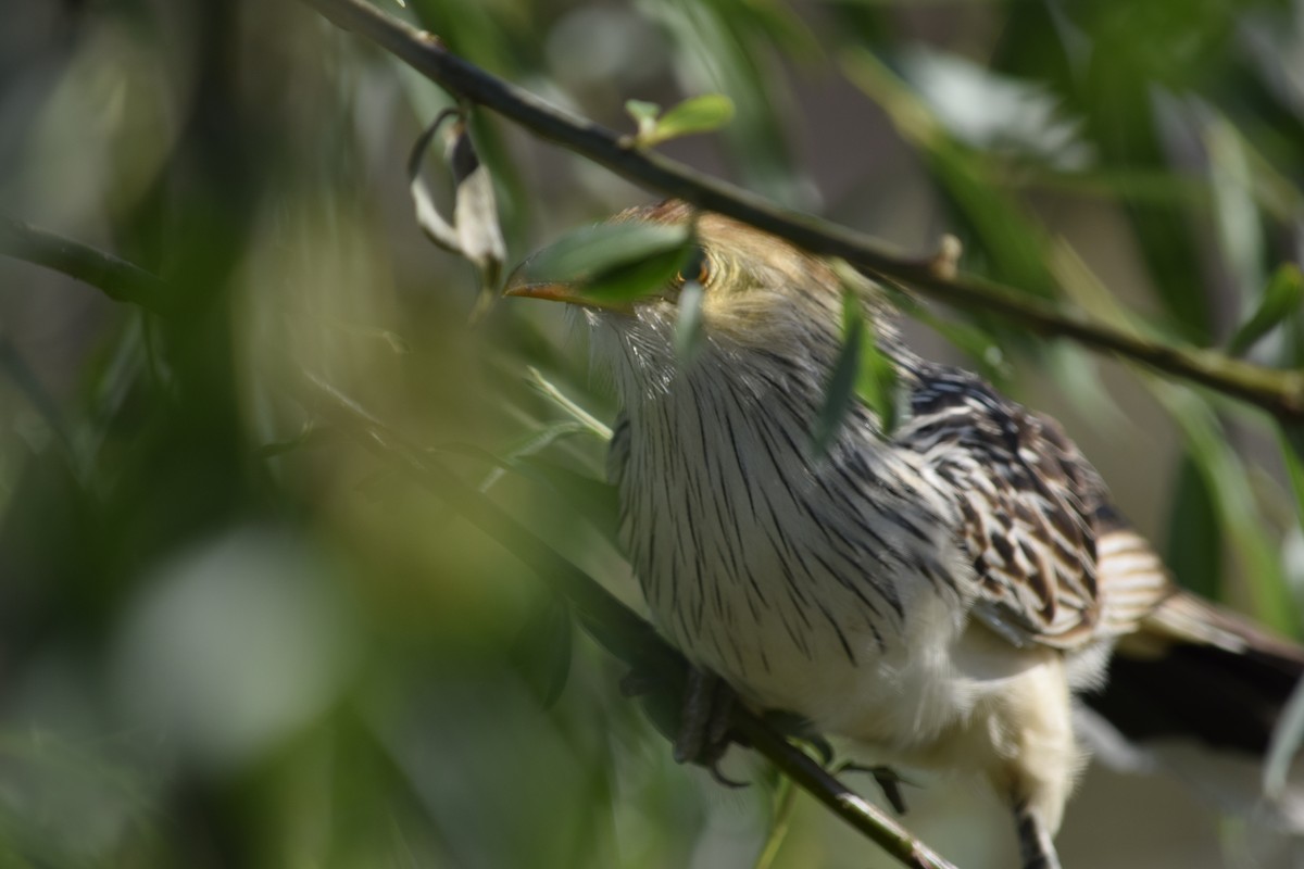 Guira Cuckoo - ML646392434