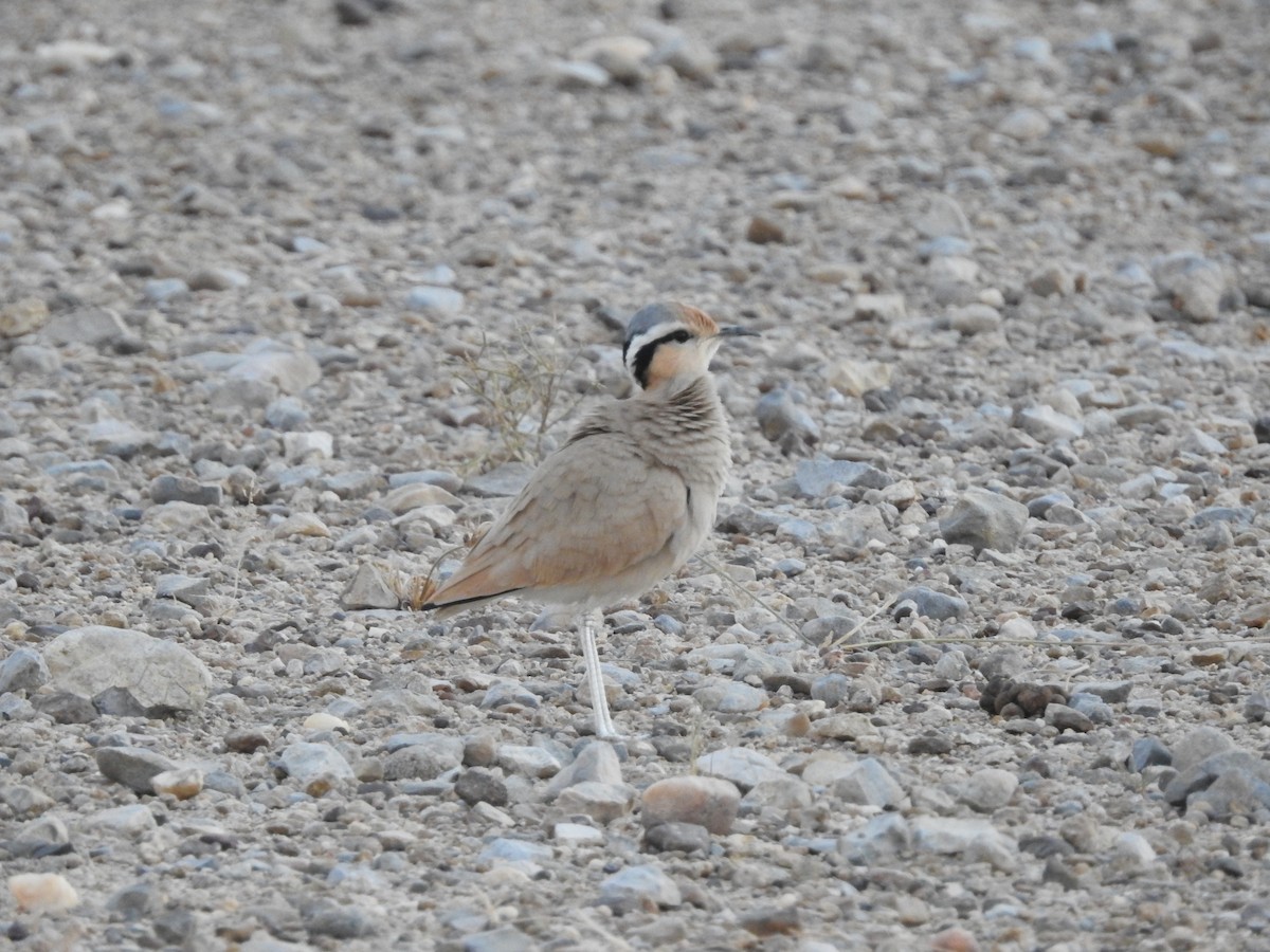 ørkenløper - ML646392436