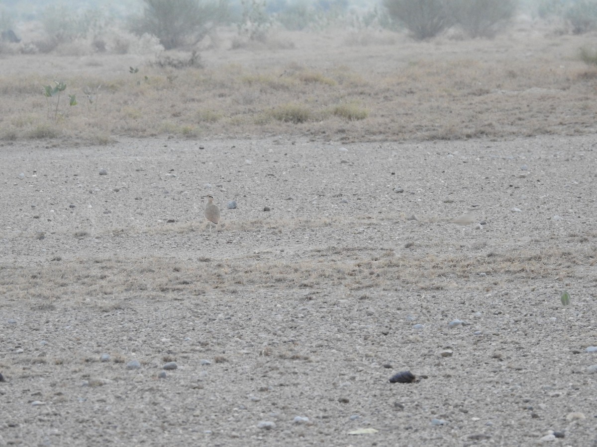 ørkenløper - ML646392437