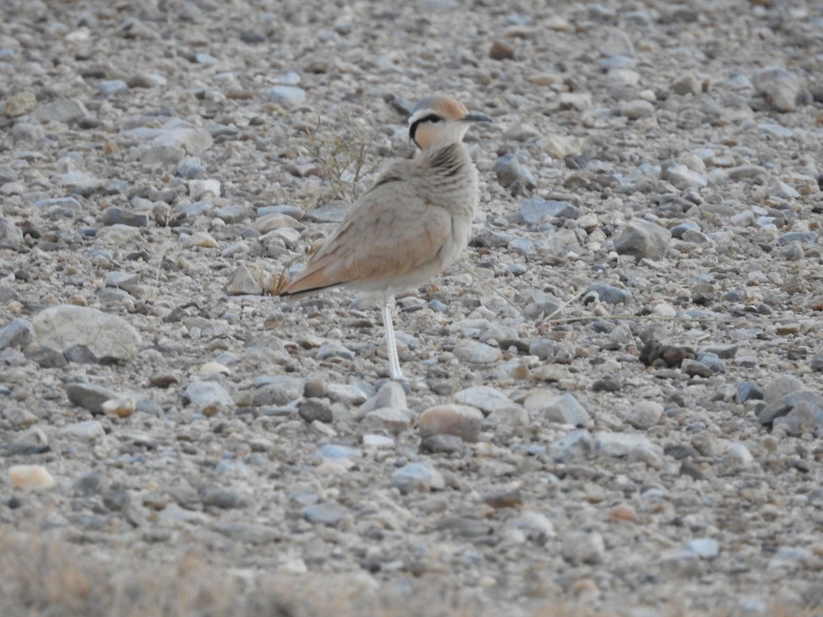 ørkenløper - ML646392438