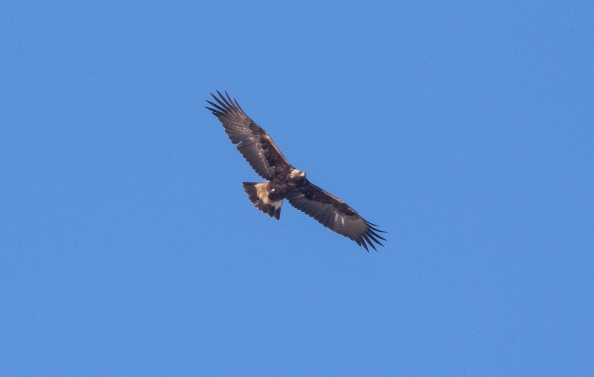 Golden Eagle - ML646392441