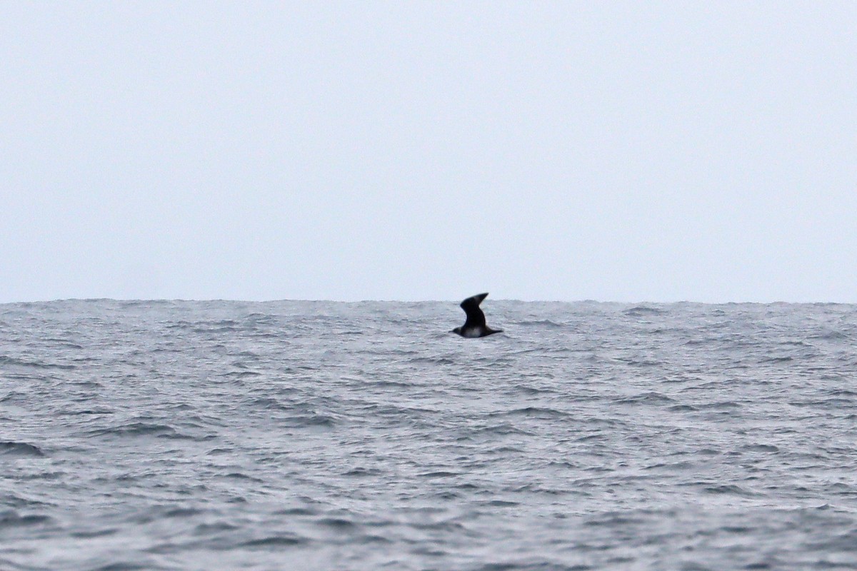 Бэсрэг хайлгана - ML646392442