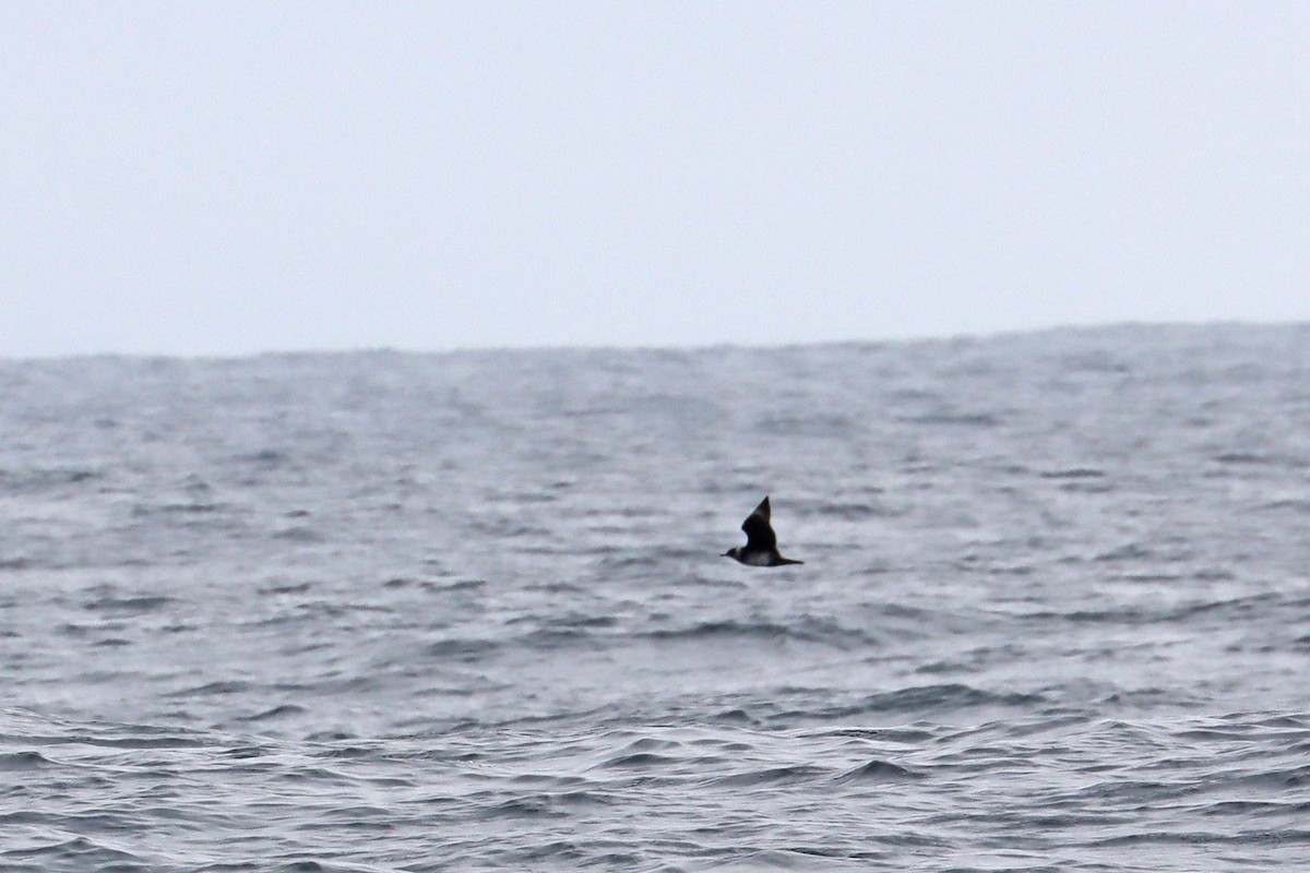 Бэсрэг хайлгана - ML646392443