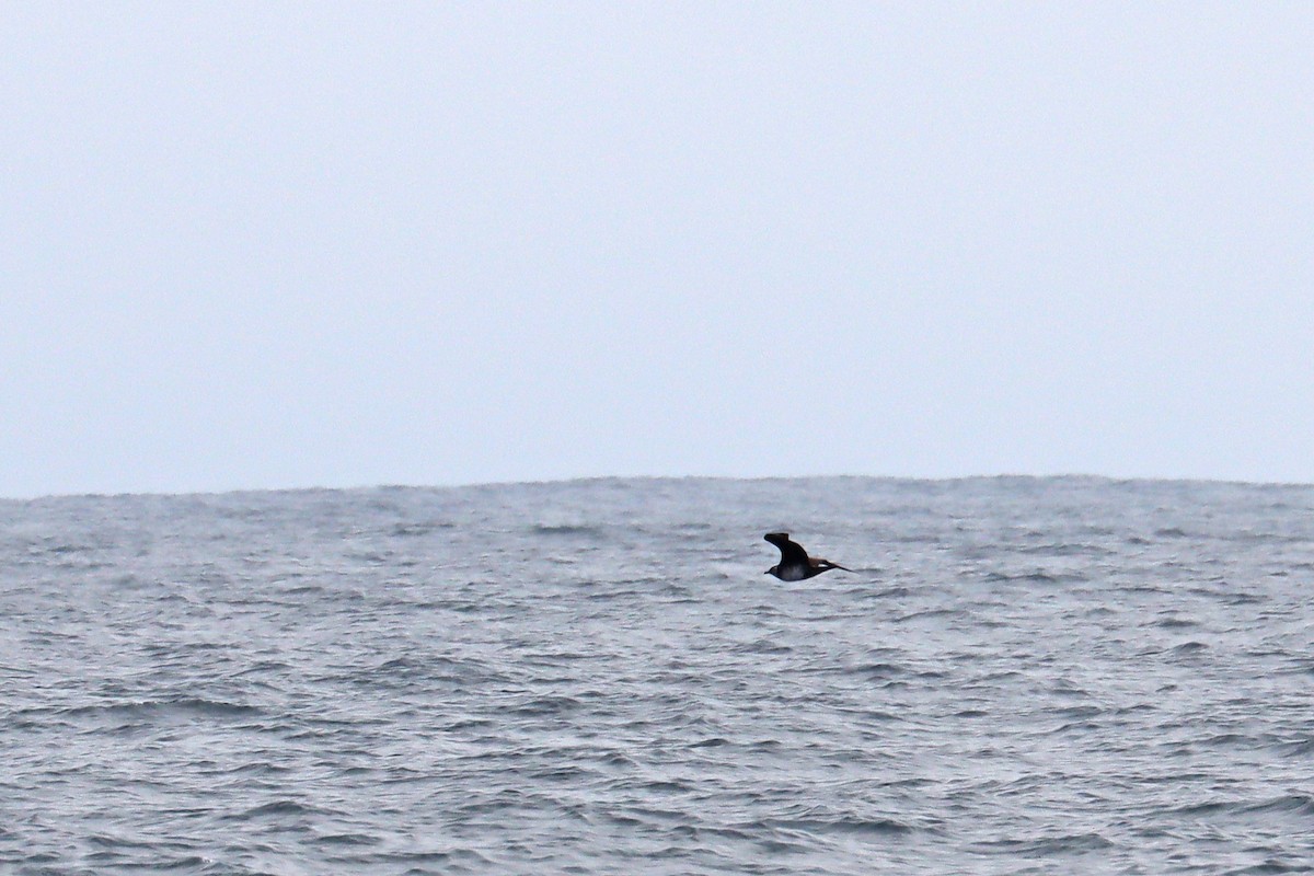 Бэсрэг хайлгана - ML646392444