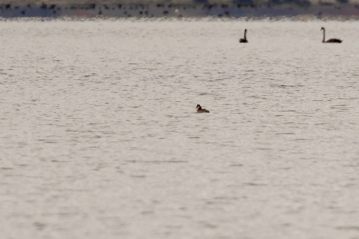 Great Crested Grebe - ML646392445