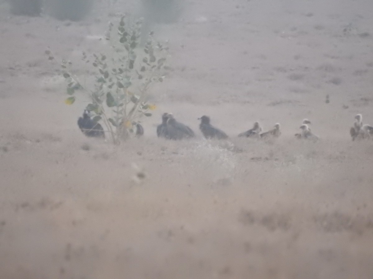 Buitre Negro - ML646392447