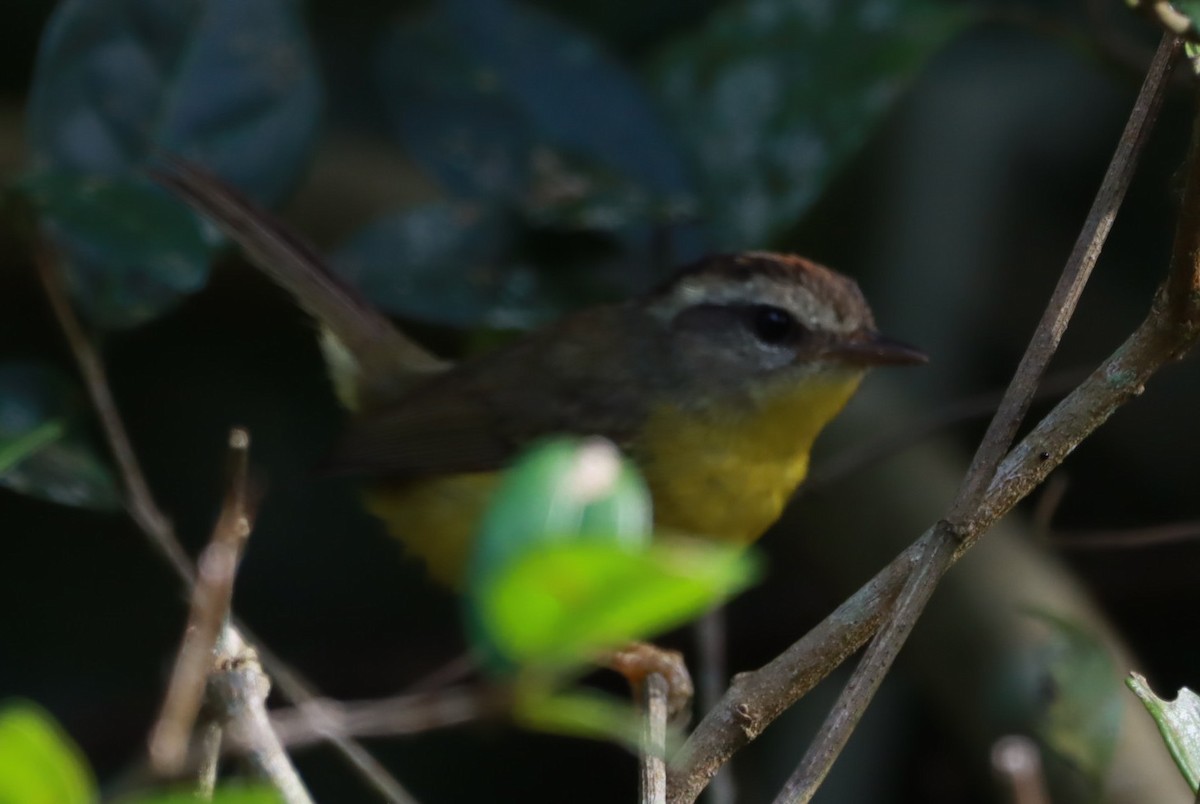 Golden-crowned Warbler - ML646392448