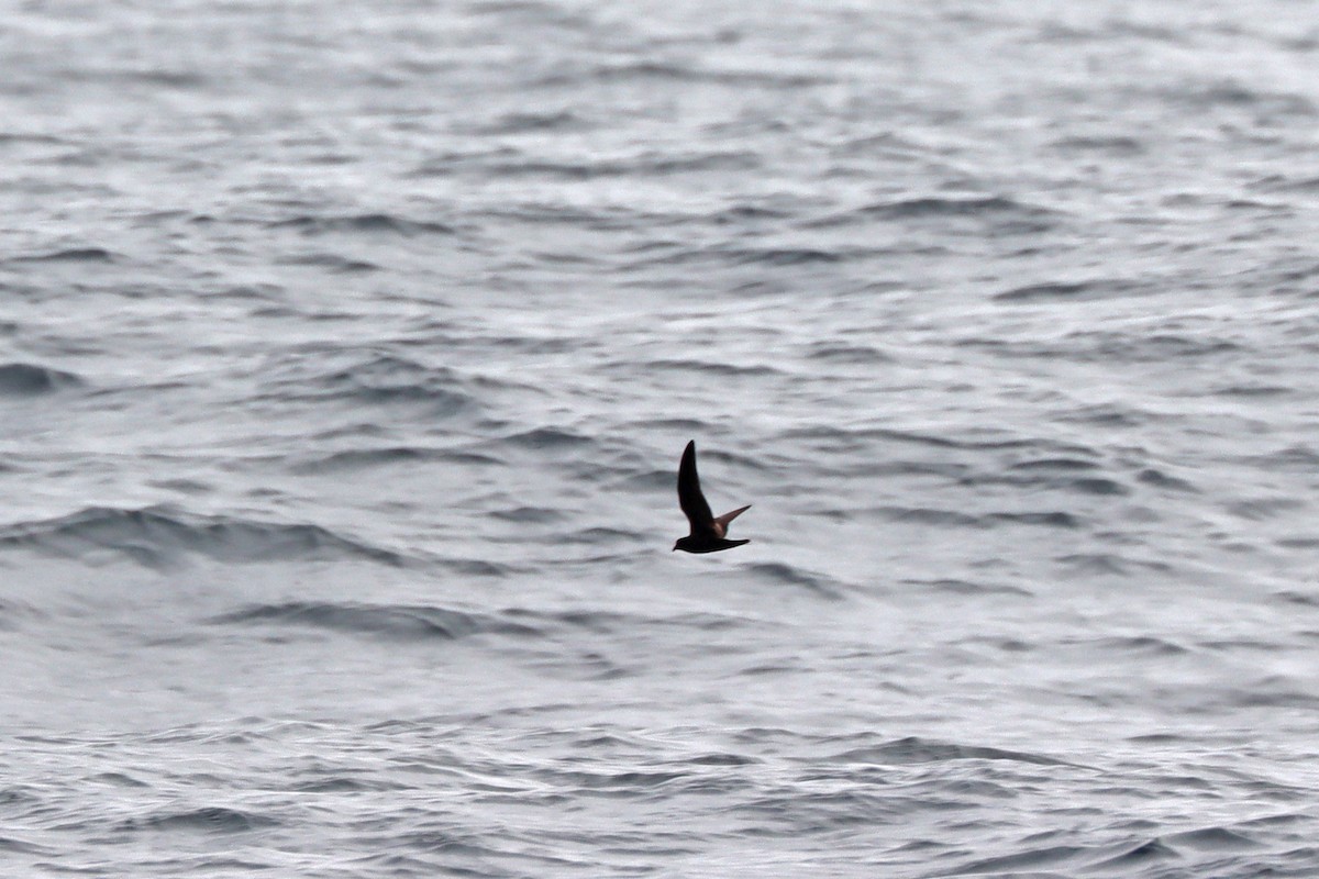 Black Storm-Petrel - ML646392449