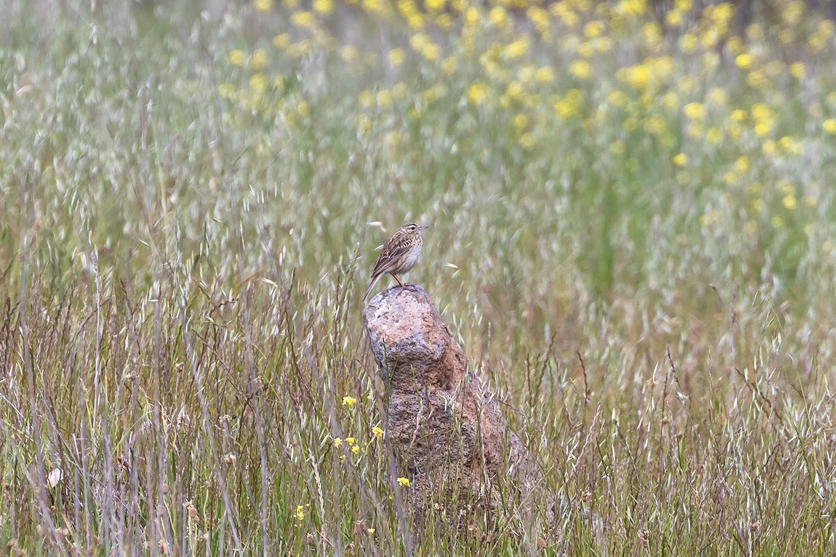 Australian Pipit - ML646392450