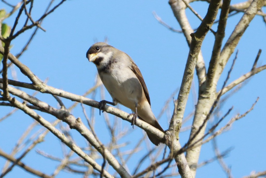 Double-collared Seedeater - ML646392451