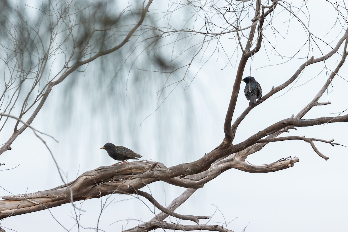 European Starling - ML646392455