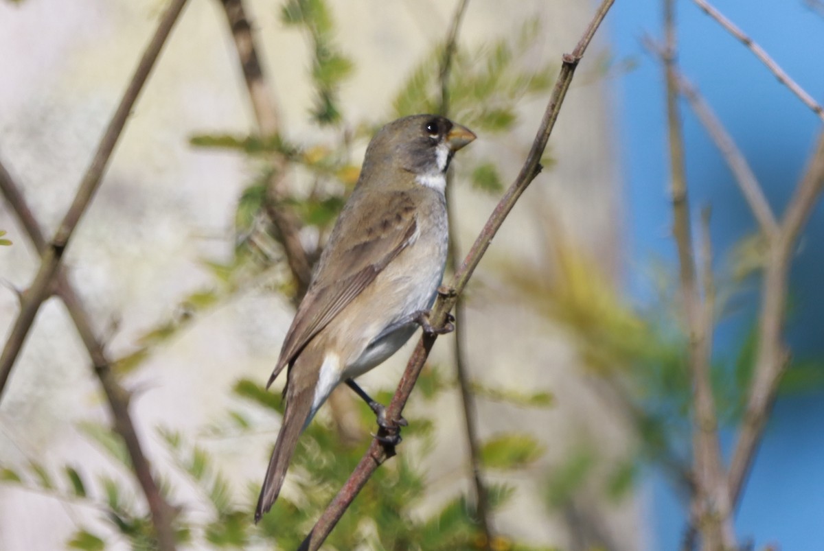 Double-collared Seedeater - ML646392457
