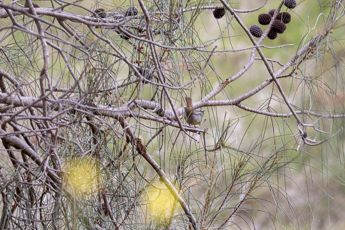 White-browed Scrubwren - ML646392459