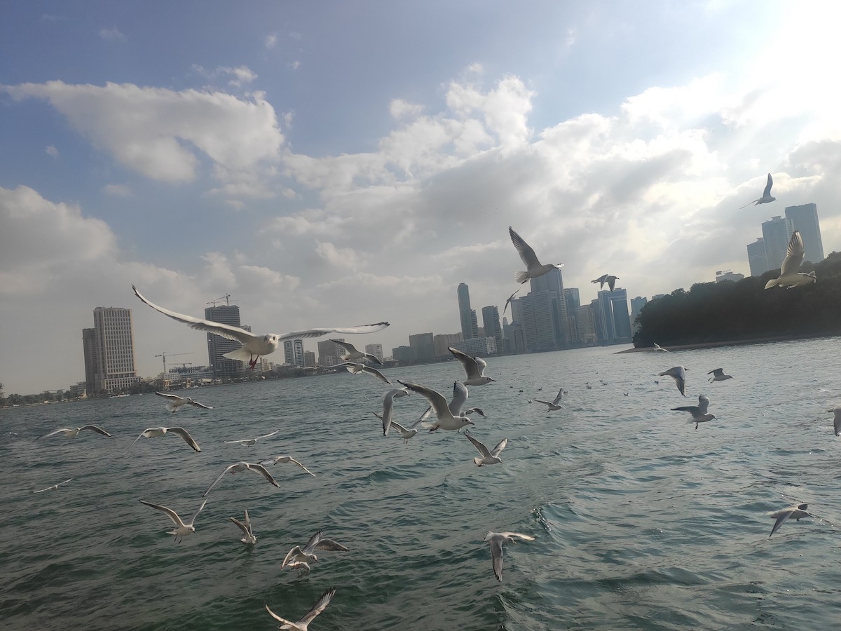 Black-headed Gull - ML646392460