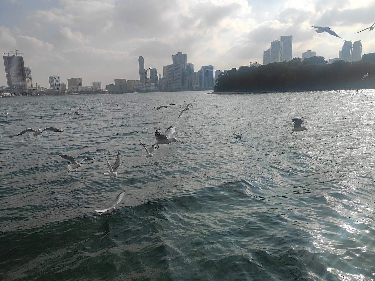 Black-headed Gull - ML646392461