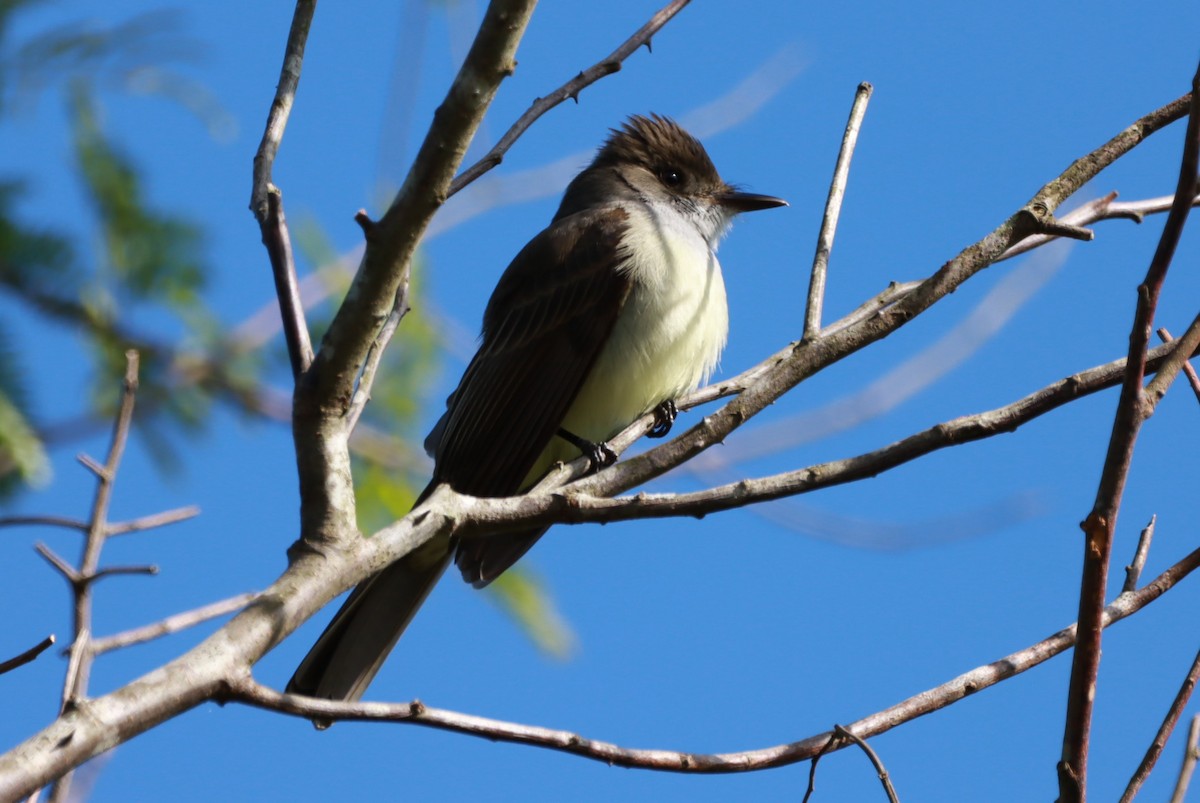 Swainson's Flycatcher - ML646392463
