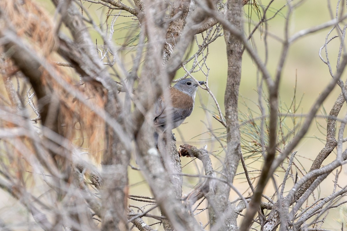 Gray Shrikethrush - ML646392464