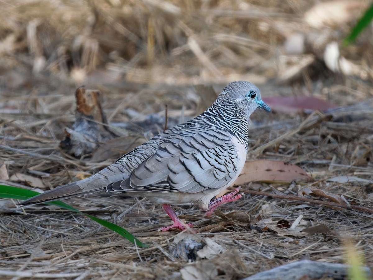 Peaceful Dove - ML646392465