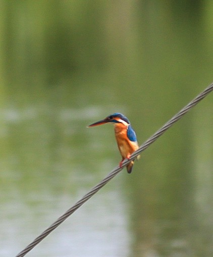 Common Kingfisher - ML646392466