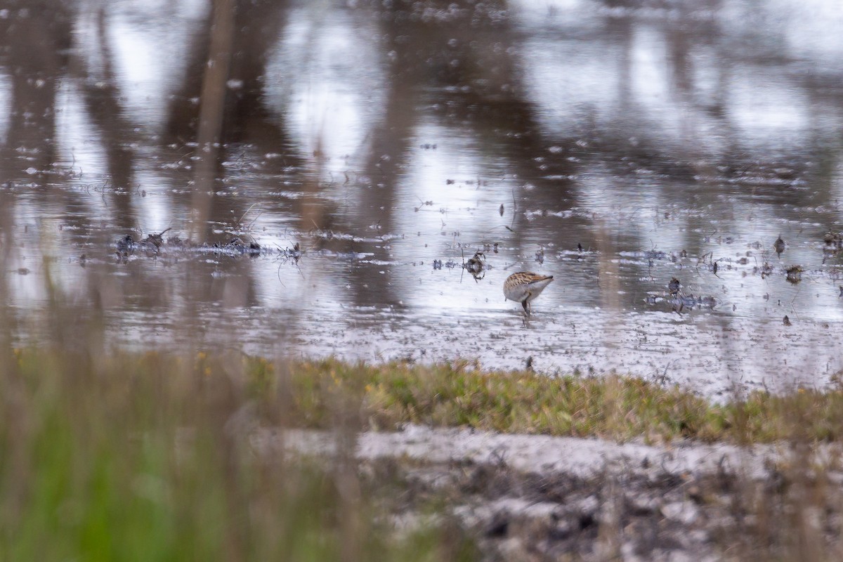 Sharp-tailed Sandpiper - ML646392475
