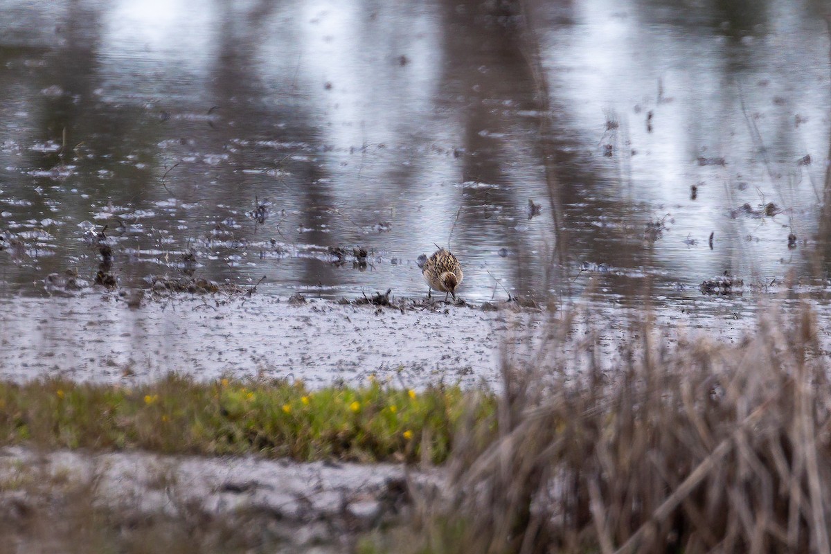 Sharp-tailed Sandpiper - ML646392476