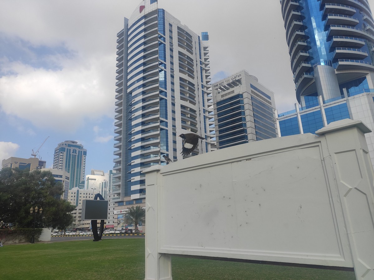 Common Myna - ML646392481