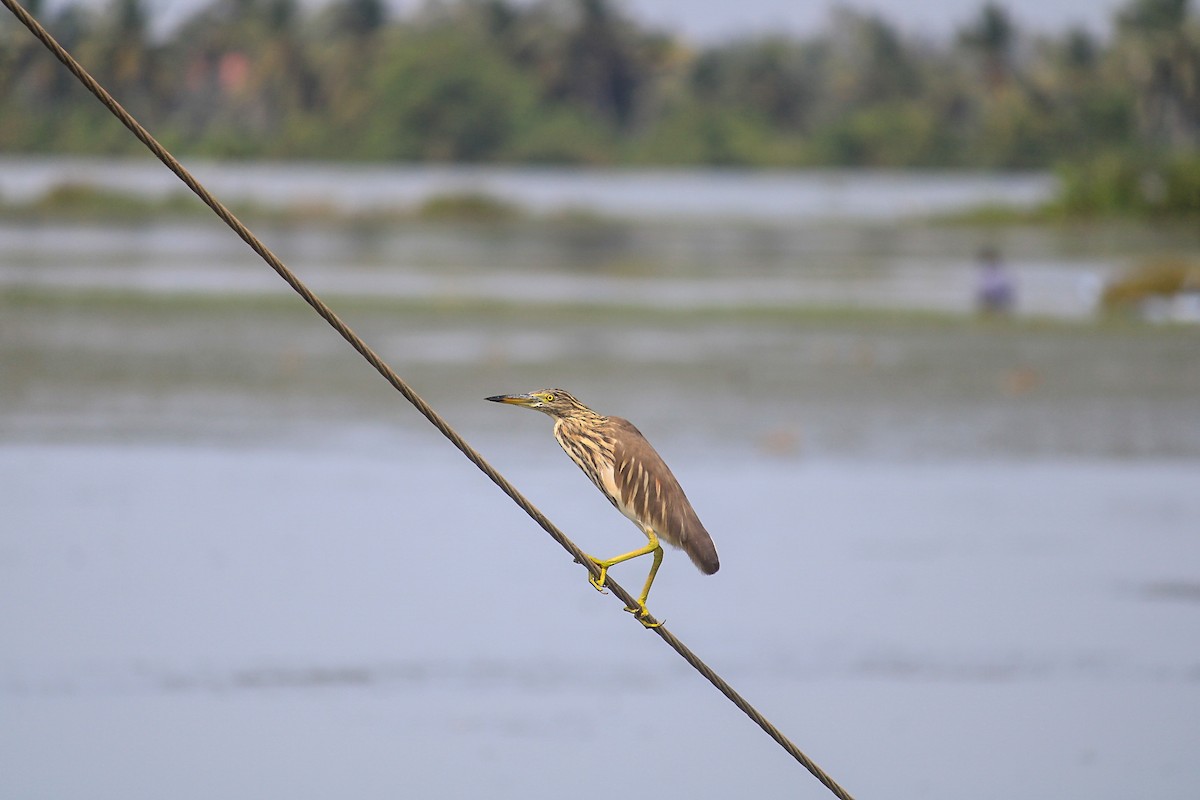 Garcilla India - ML646392483