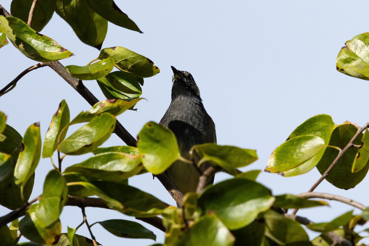 Бор тодол - ML646392485