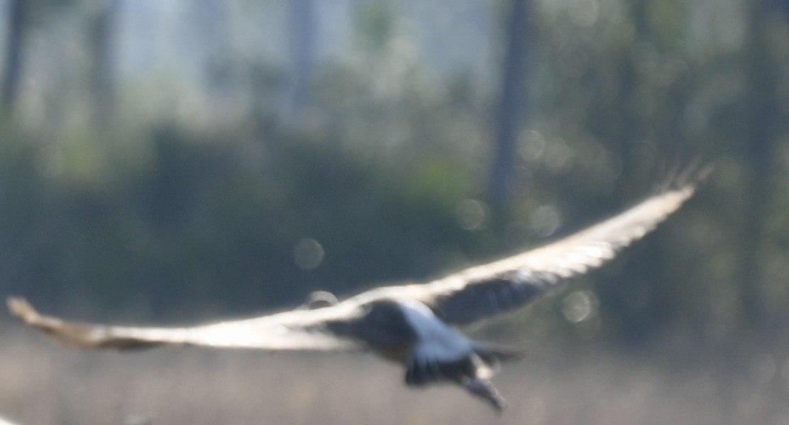 White Ibis - ML646392486