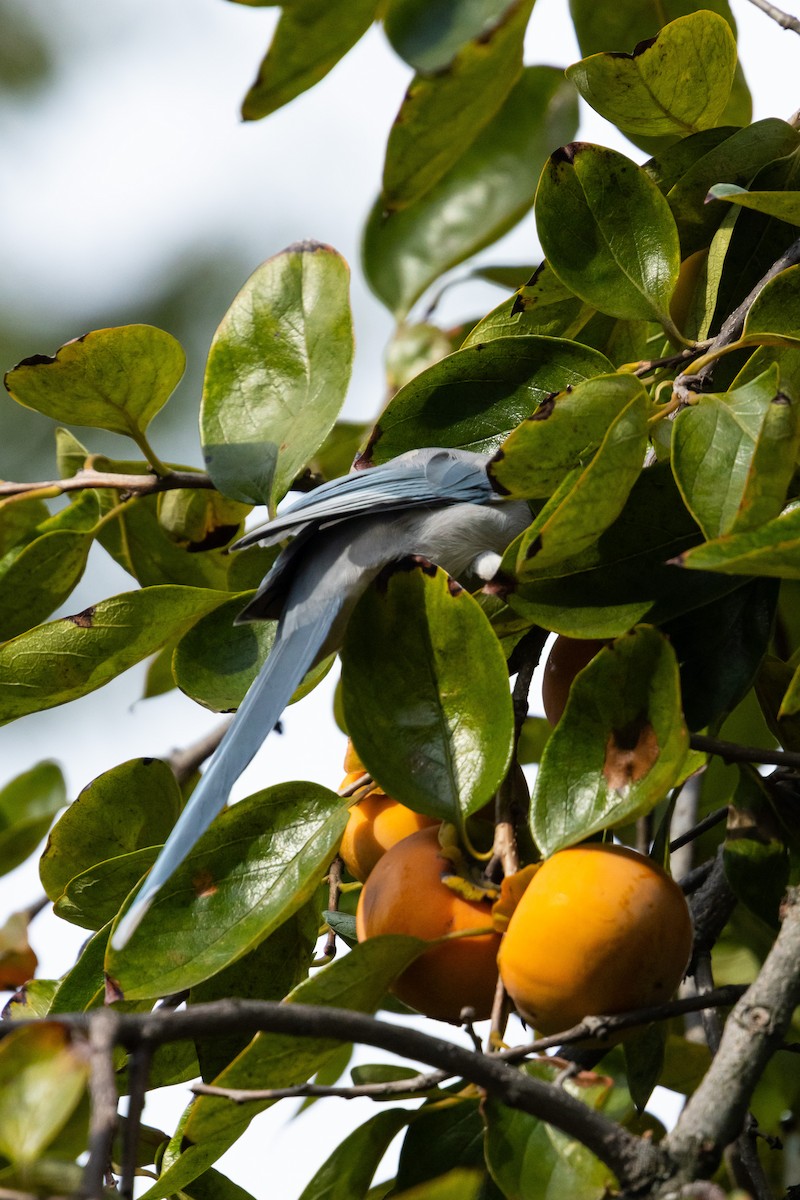 Azure-winged Magpie (Japanese) - ML646392487