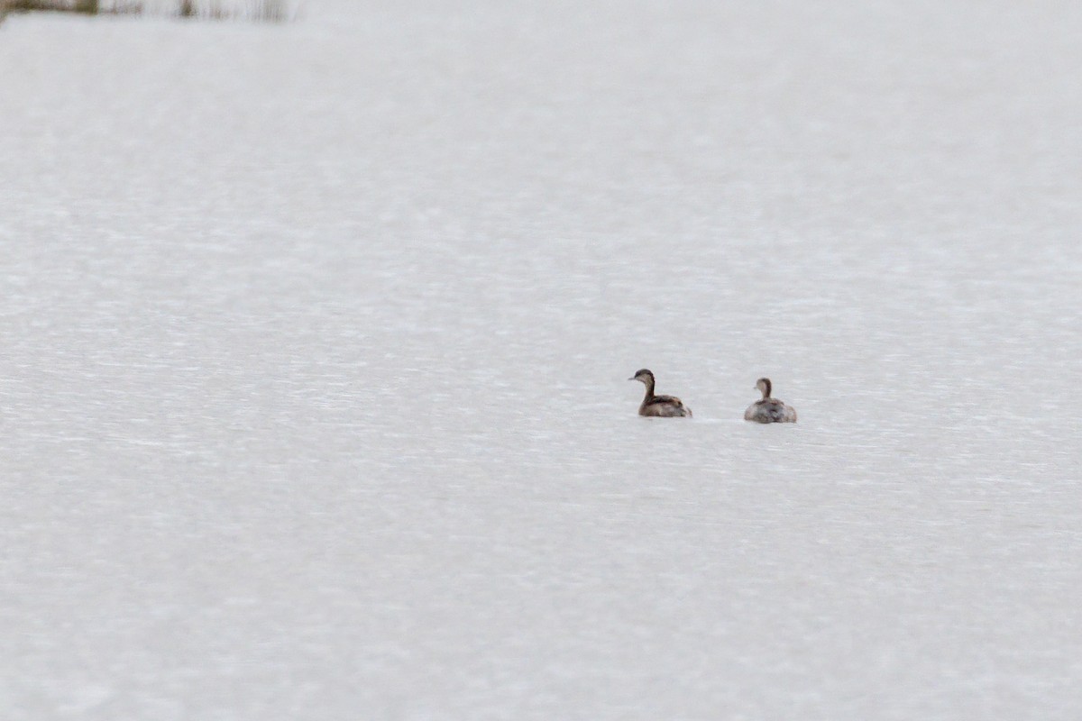 Hoary-headed Grebe - ML646392492