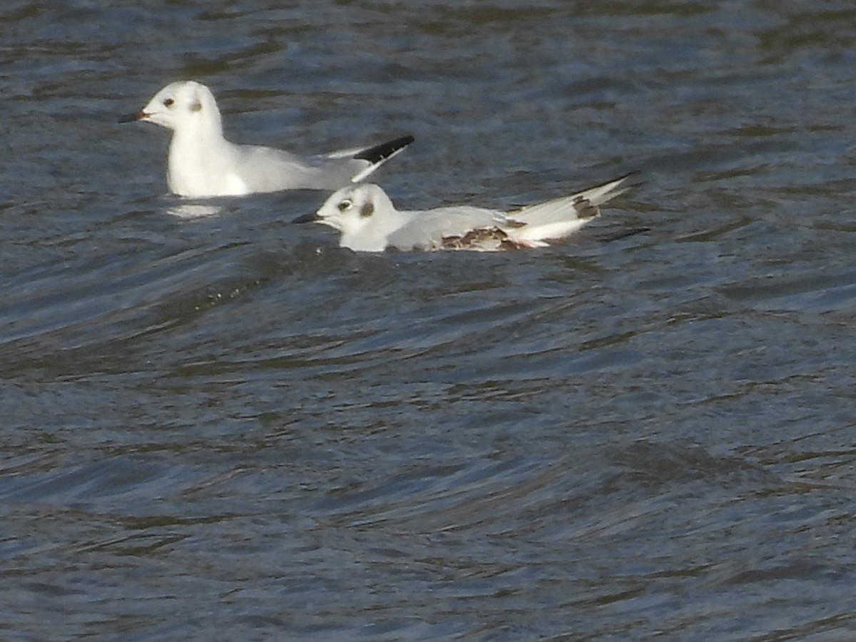 Мартин канадський - ML646392493