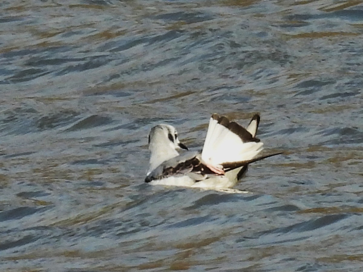 Мартин канадський - ML646392496