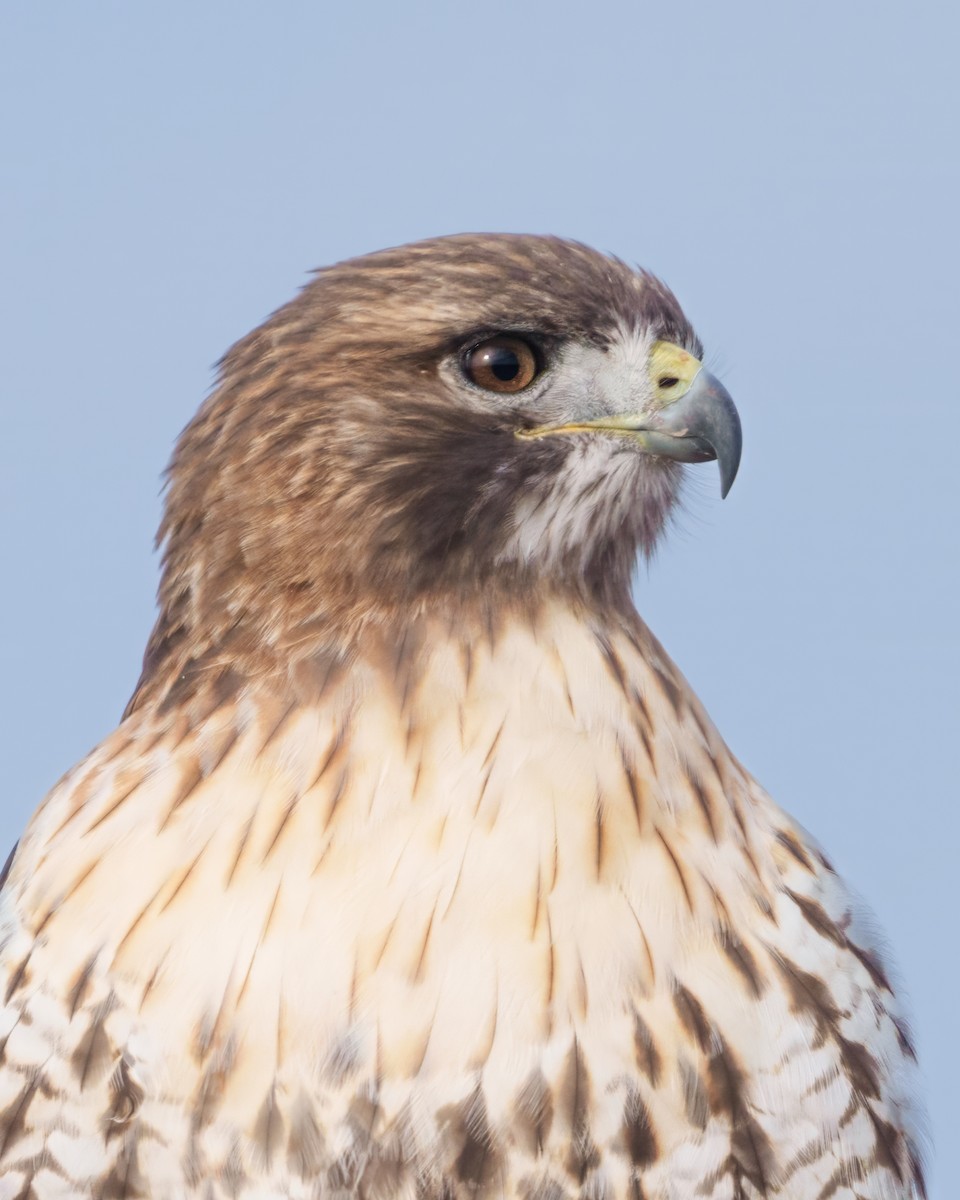 Red-tailed Hawk - ML646392497