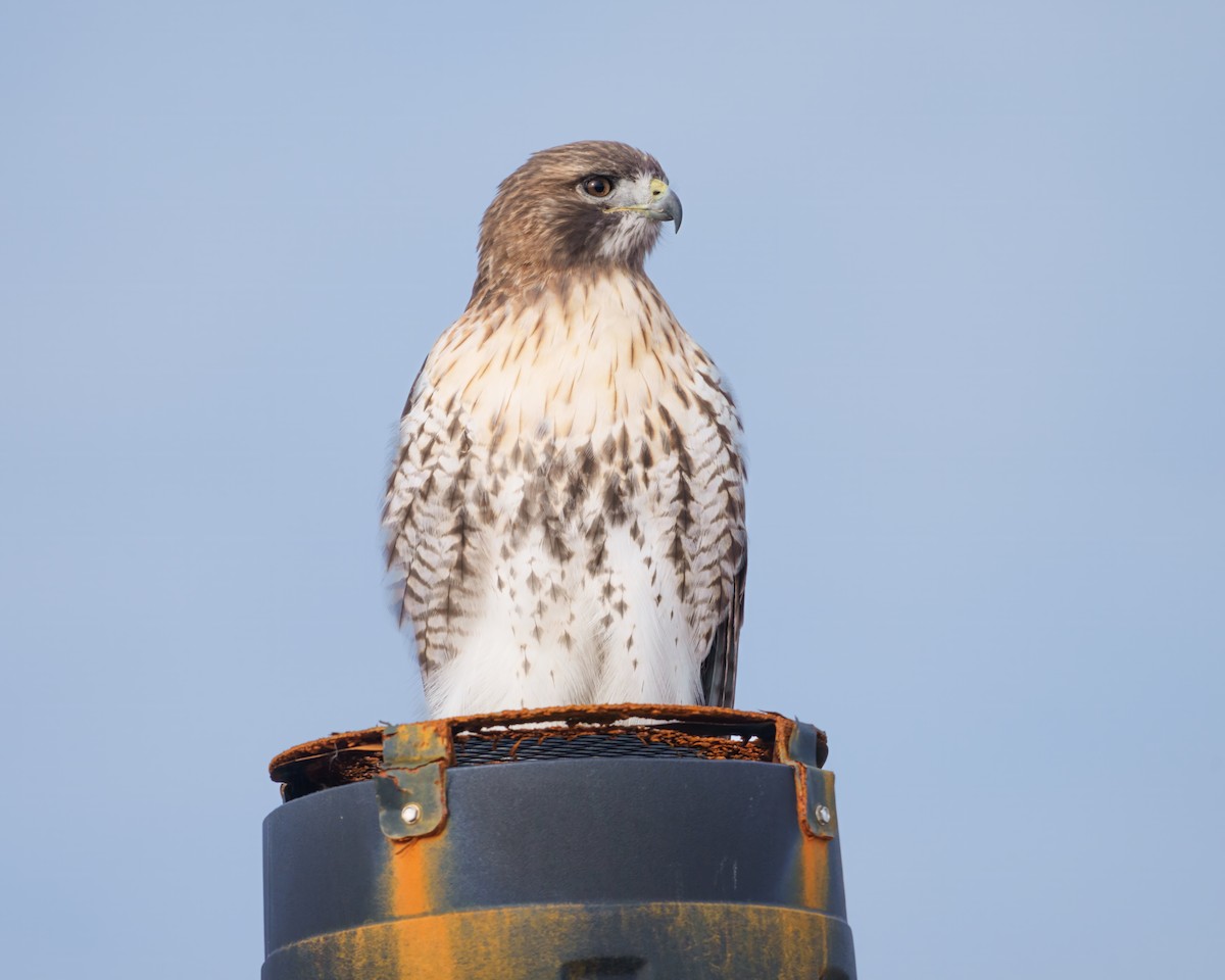 Red-tailed Hawk - ML646392498