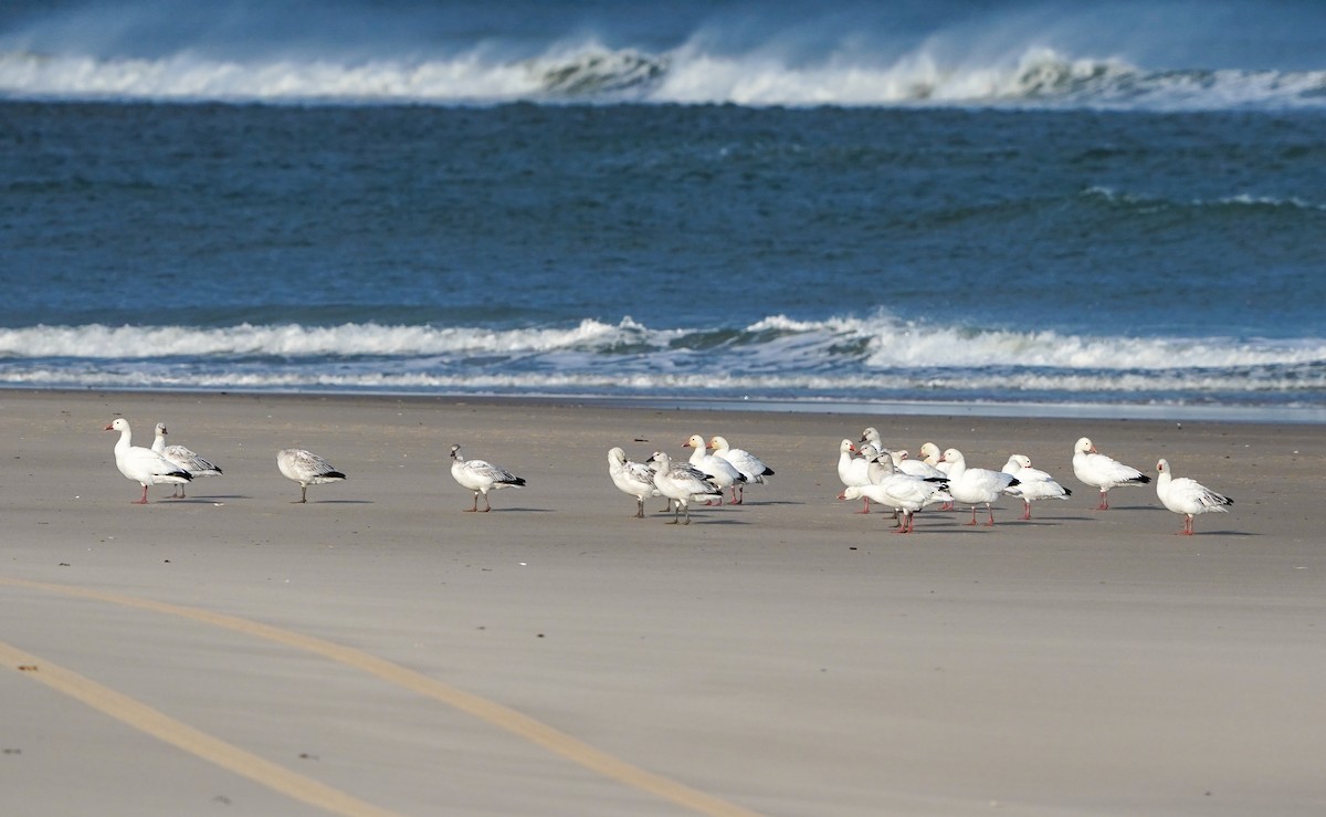 Snow Goose - ML646392499