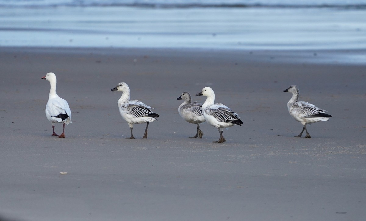 Snow Goose - ML646392500