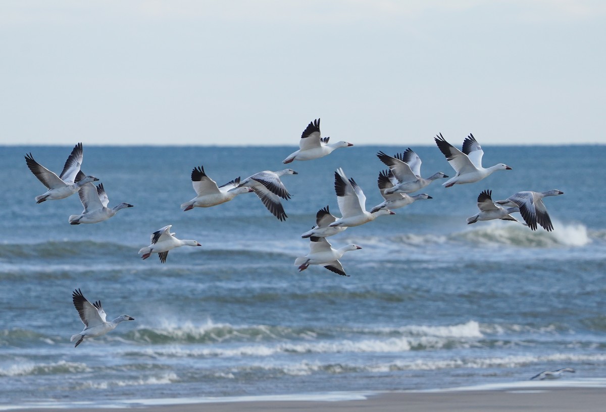 Snow Goose - ML646392501