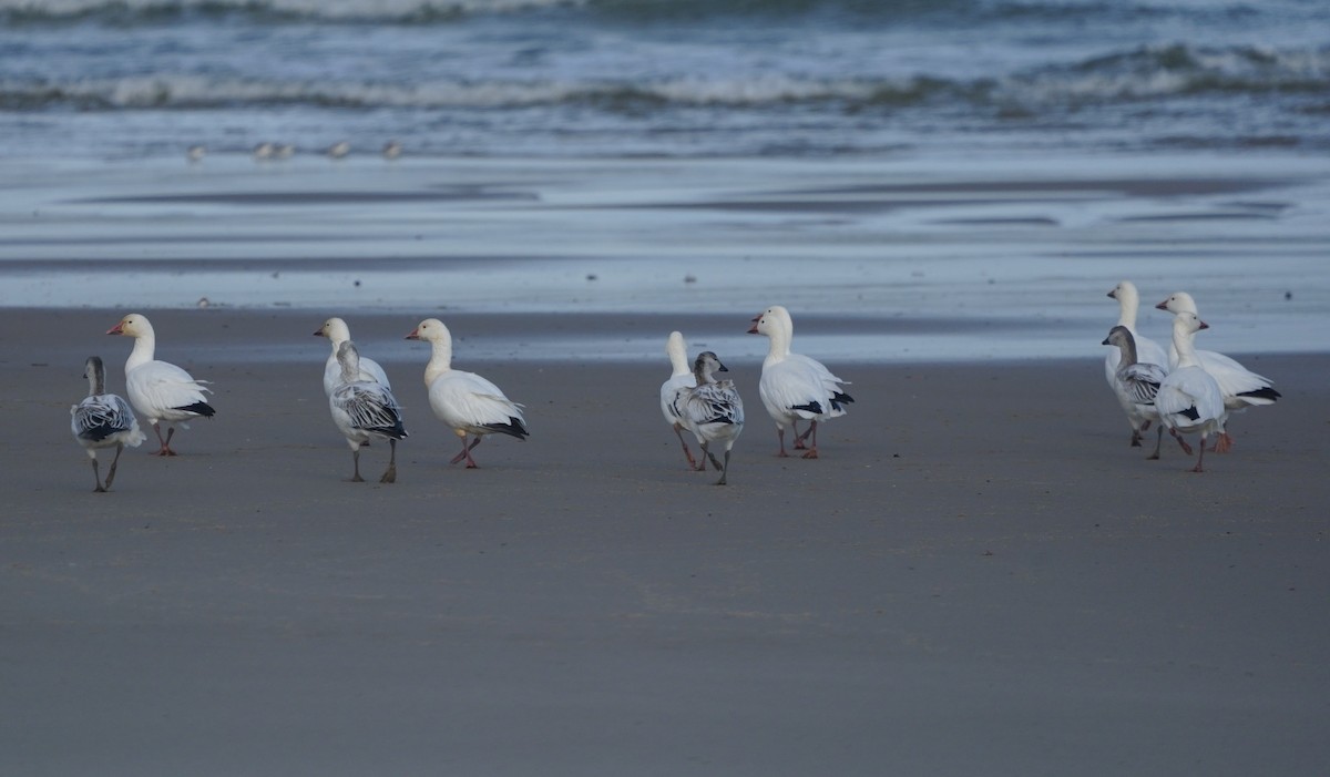 Snow Goose - ML646392502