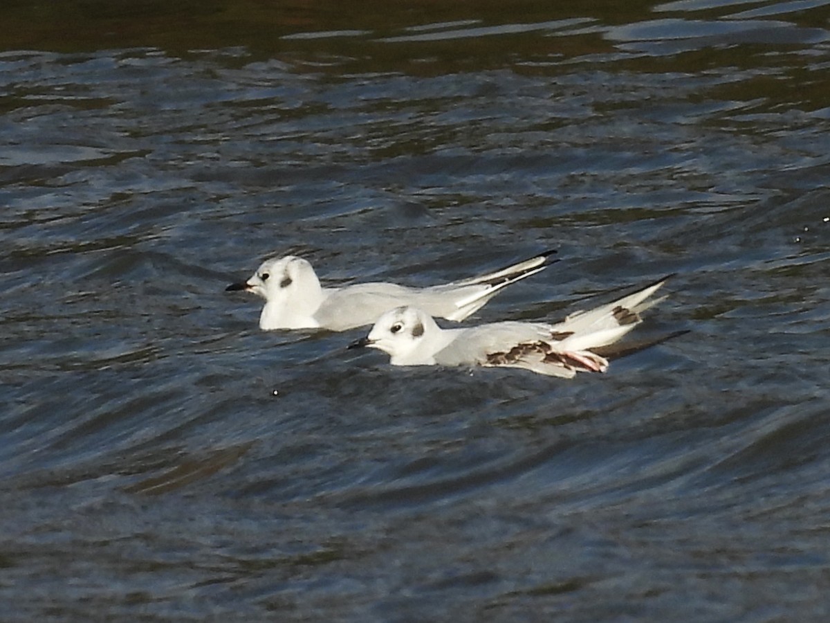 Мартин канадський - ML646392503